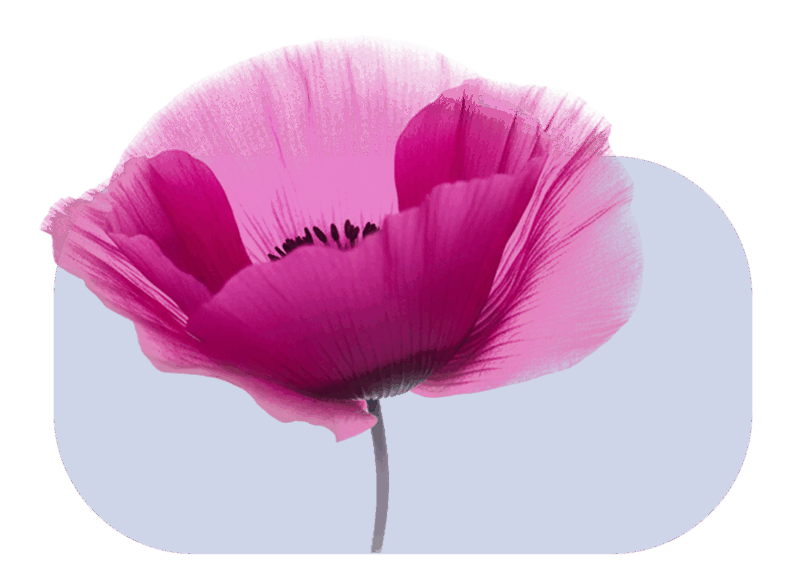 Papavero fucsia simbolo della natura e degli ingredienti botanici nella cosmeceutica naturale Cosmetu.
